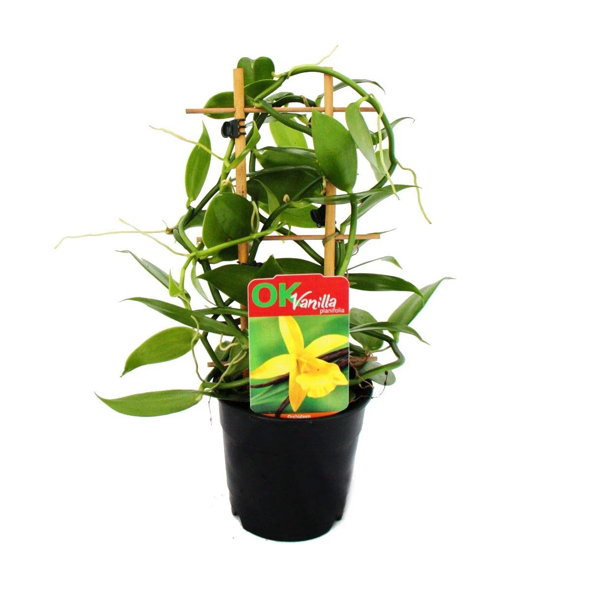 Vanilla planifolia - Kletterorchidee - Echte Vanille Pflanze am Spalier 11cm Topf