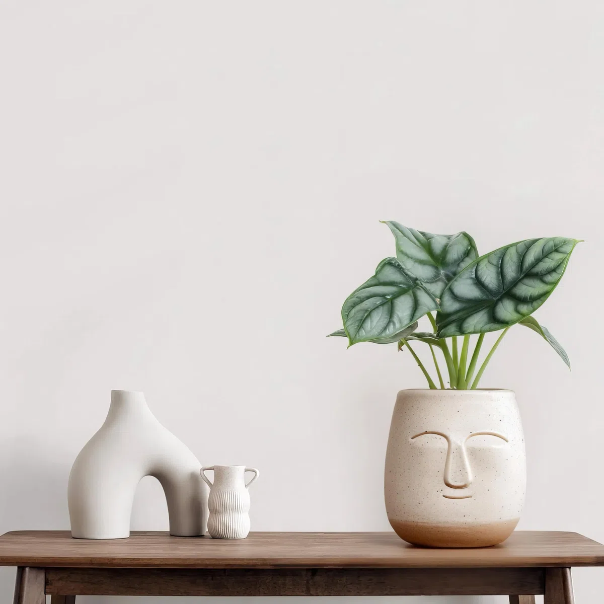 Alocasia Silver Dragon - 12cm Topf x 25cm Höhe, tropische Zimmerpflanze, frische Topfpflanze, grüner Blickfang für Wohnzimmer, Bad, Büro, exotisches Blattmuster, natürliche Zimmerdeko