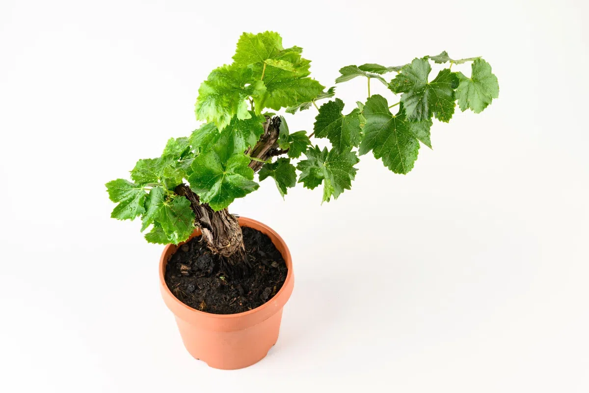 Meine Orangerie - exklusive Vitis Vinifera Weinrebe in Bonsai Form – Premium Weinrebe – pflegeleichter Indoor- und Outdoor-Bonsai – dekorative und langlebige Pflanze für Haus und Garten (Ø18cm Topf)