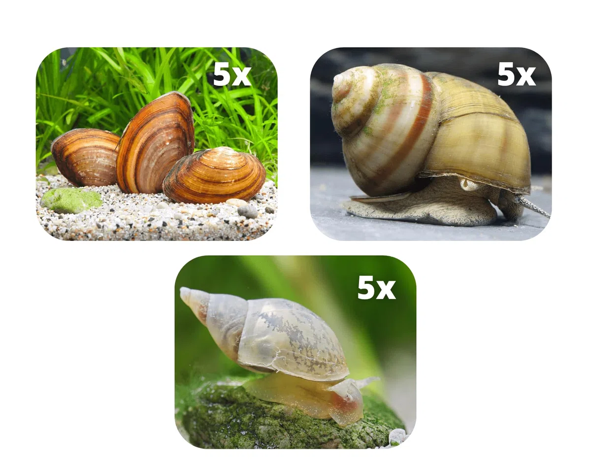 Natürliche Teichfilter Anlage für deinen Gartenteich für klares Wasser und gegen Teichschlamm I 5X Teichmuschel - 5X Spitzschlamm - 5X Sumpfdeckelschnecke