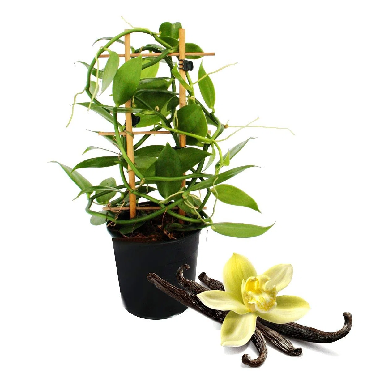 Vanilla planifolia - Kletterorchidee - Echte Vanille Pflanze am Spalier 11cm Topf