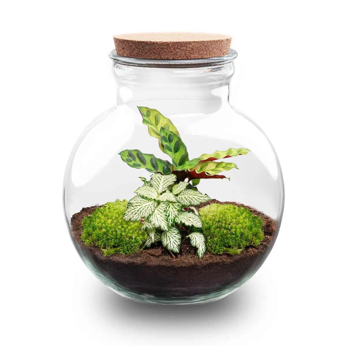 urbanjngl - Teddy Pflanzen Terrarium mit Licht - DIY Kit für EIN grünes Ökosystem - Durchmesser 25 cm, Höhe 26,5 cm - Ideal für Pflanzenliebhaber und Dekoration