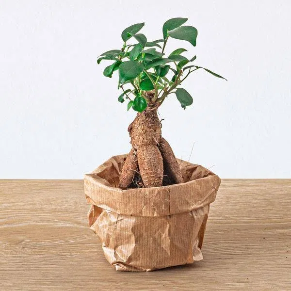 Chinesische Feige Ficus Ginseng Bonsai Zimmerpflanze Ø6cm – pflegeleichte Grünpflanze für Wohnzimmer, Büro & helle Standorte kaufen