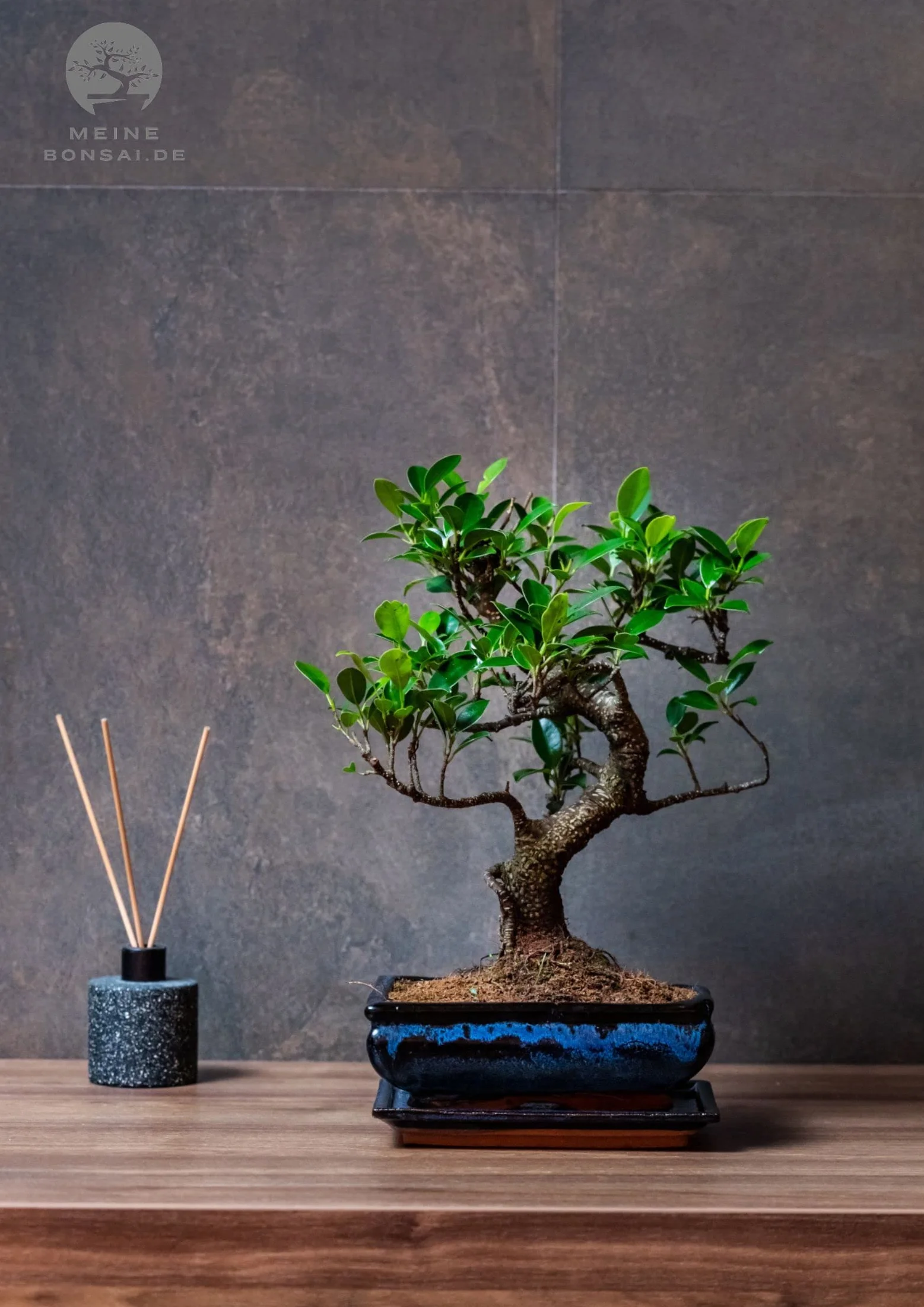 Bonsai Baum mit Keramik Blumentopf - Ficus - ca. 9 Jahre (30-35 cm Höhe)