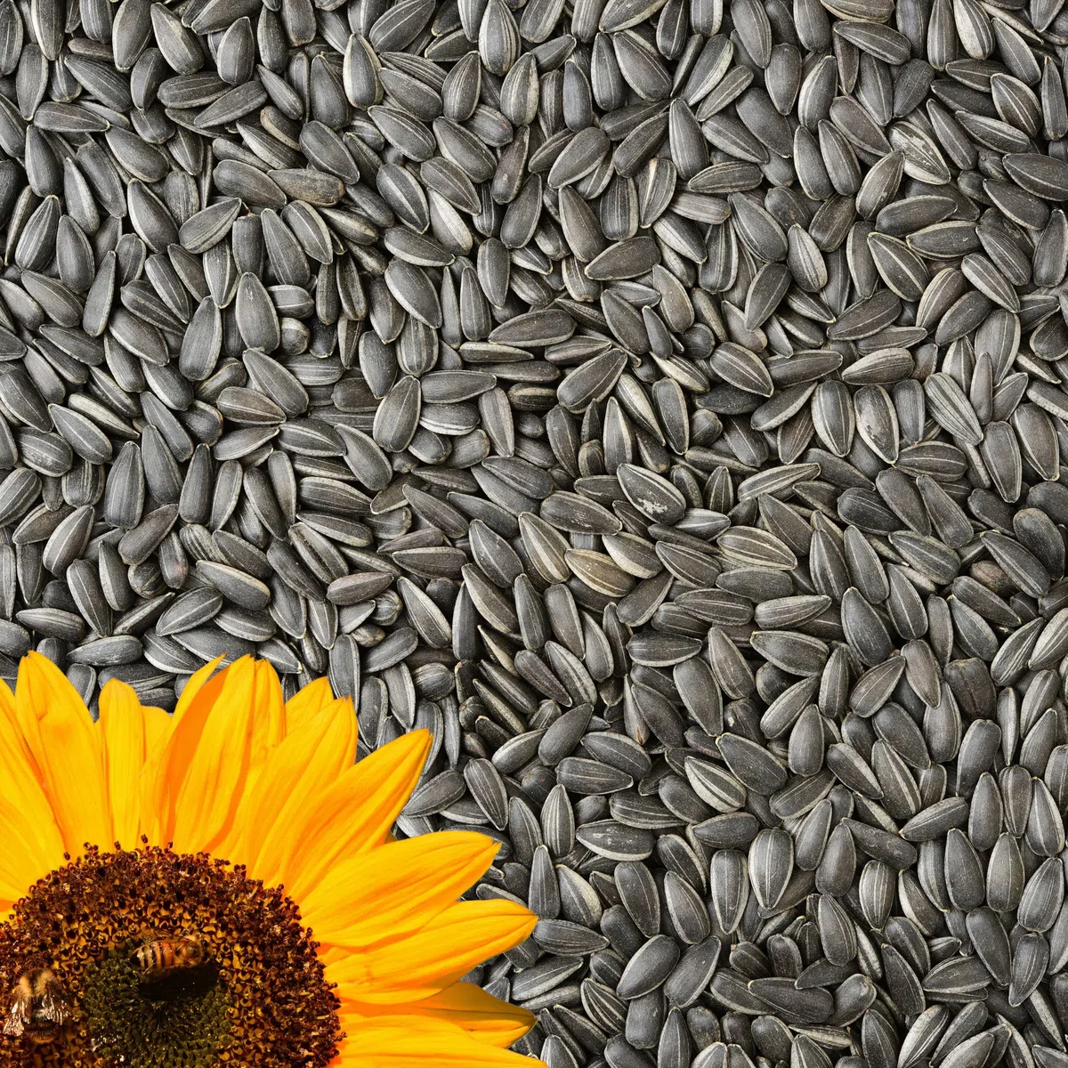 30kg Sonnenblumenkerne Schwarz für Wildvögel – Ganzjahres Vogelfutter, natürliche Energiequelle, Premium Qualität, ideal für Futterhaus & Futterspender, Vögel lieben es