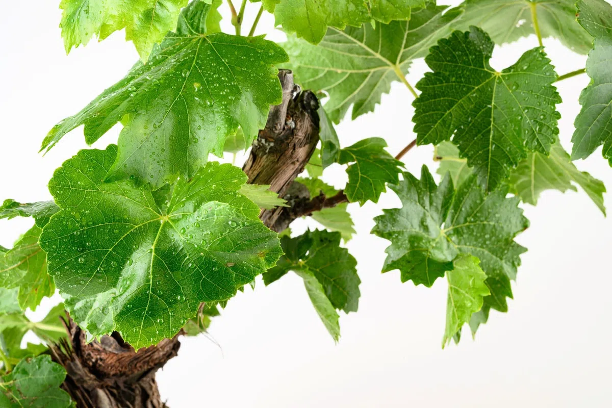 Meine Orangerie - exklusive Vitis Vinifera Weinrebe in Bonsai Form – Premium Weinrebe – pflegeleichter Indoor- und Outdoor-Bonsai – dekorative und langlebige Pflanze für Haus und Garten (Ø18cm Topf)