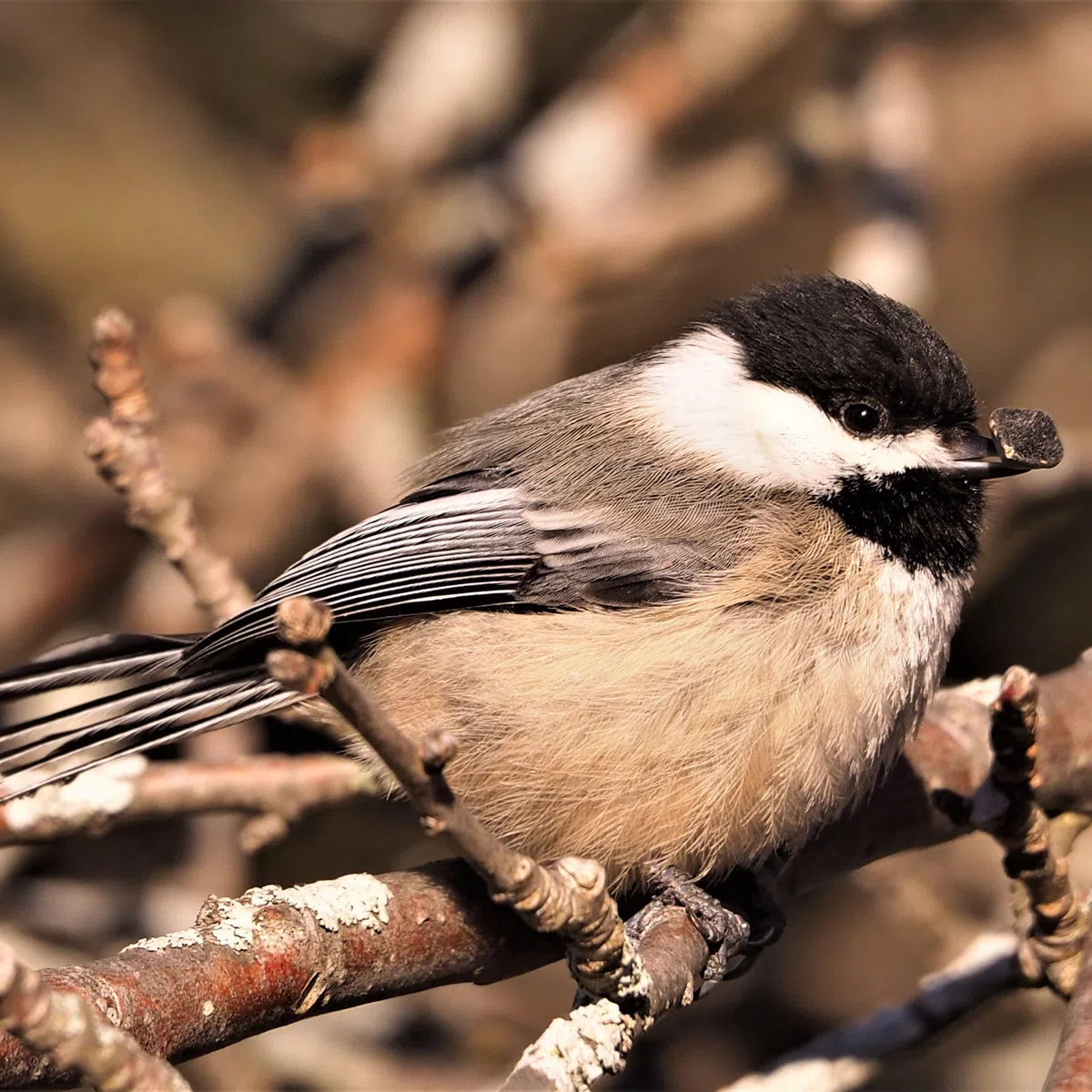 30kg Sonnenblumenkerne Schwarz für Wildvögel – Ganzjahres Vogelfutter, natürliche Energiequelle, Premium Qualität, ideal für Futterhaus & Futterspender, Vögel lieben es