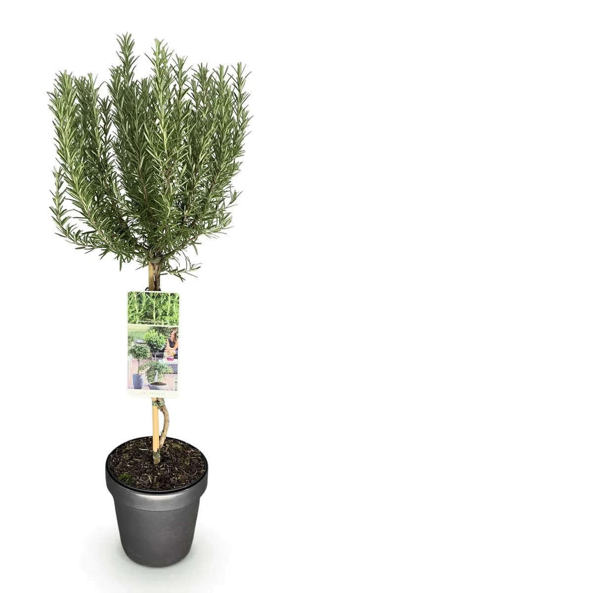 GreenboutiQ - Stamm Pflanze - Rosmarinus officinalis - Terrassen Pflanze - Immergrün - Winterhart - Lila Blüte - Topf 19cm Höhe 90cm