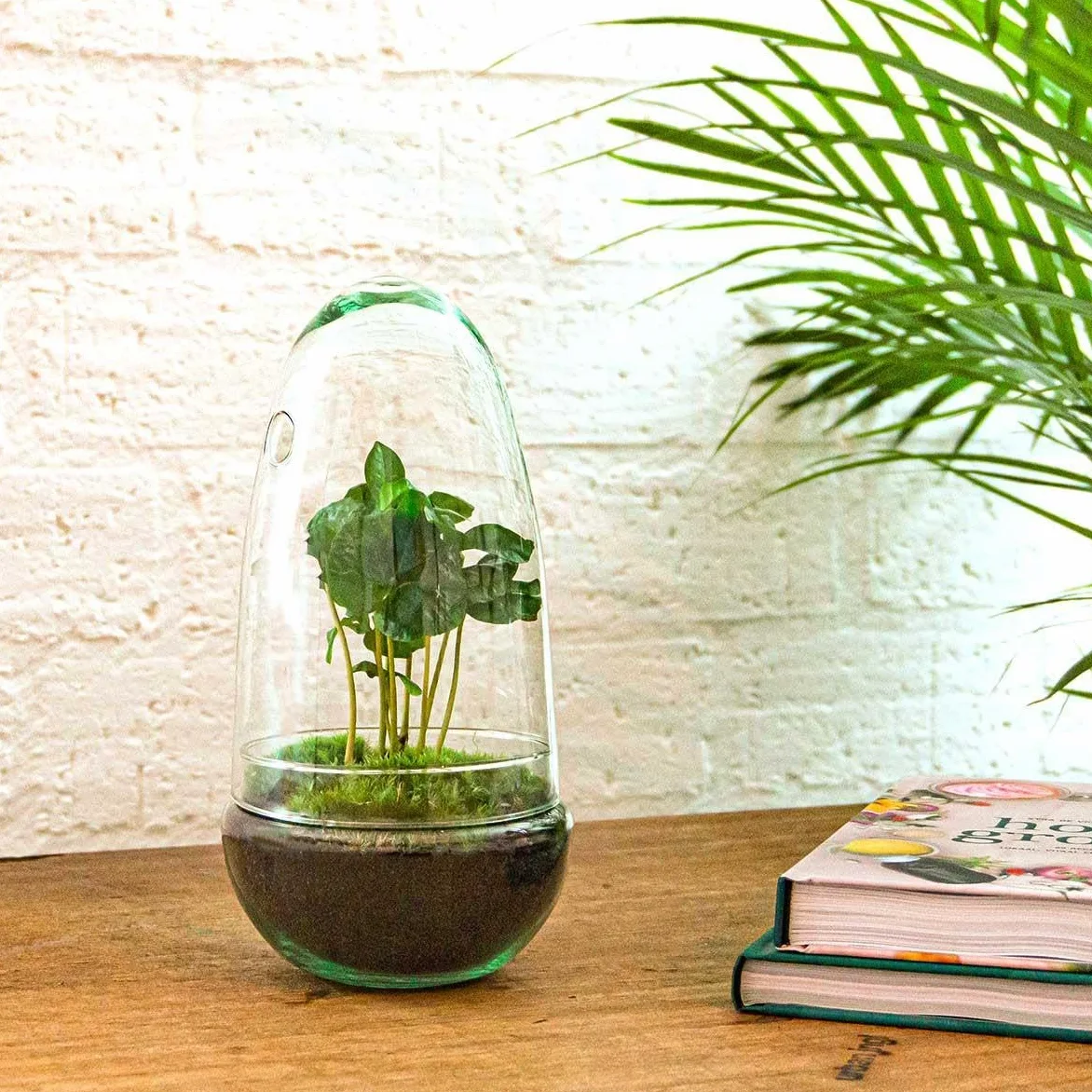 urbanjngl - urbanjngl.com - Egg Coffea - Flaschengarten - Zweiteilige Glaskuppel - DIY Terrarium mit Pflanzen im Glas - Ø 12 cm ↑ 25 cm