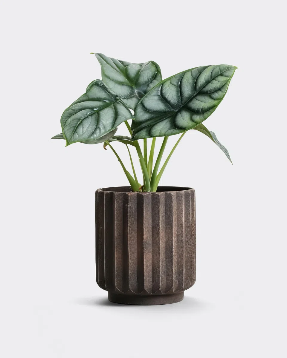 Alocasia Silver Dragon - 12cm Topf x 25cm Höhe, tropische Zimmerpflanze, frische Topfpflanze, grüner Blickfang für Wohnzimmer, Bad, Büro, exotisches Blattmuster, natürliche Zimmerdeko