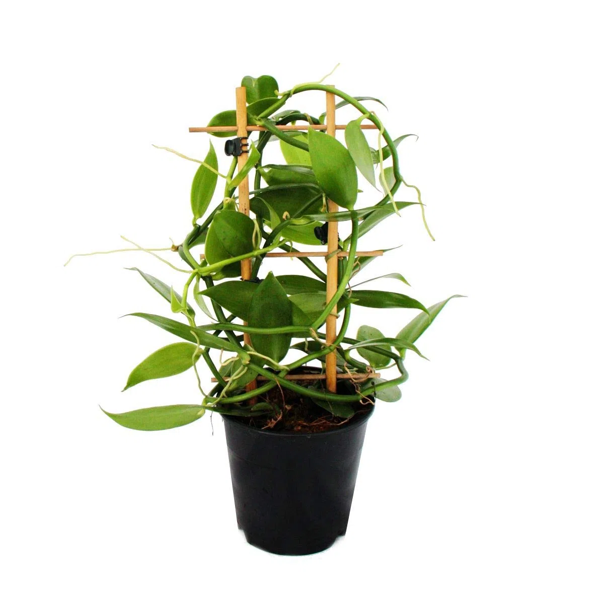 Vanilla planifolia - Kletterorchidee - Echte Vanille Pflanze am Spalier 11cm Topf