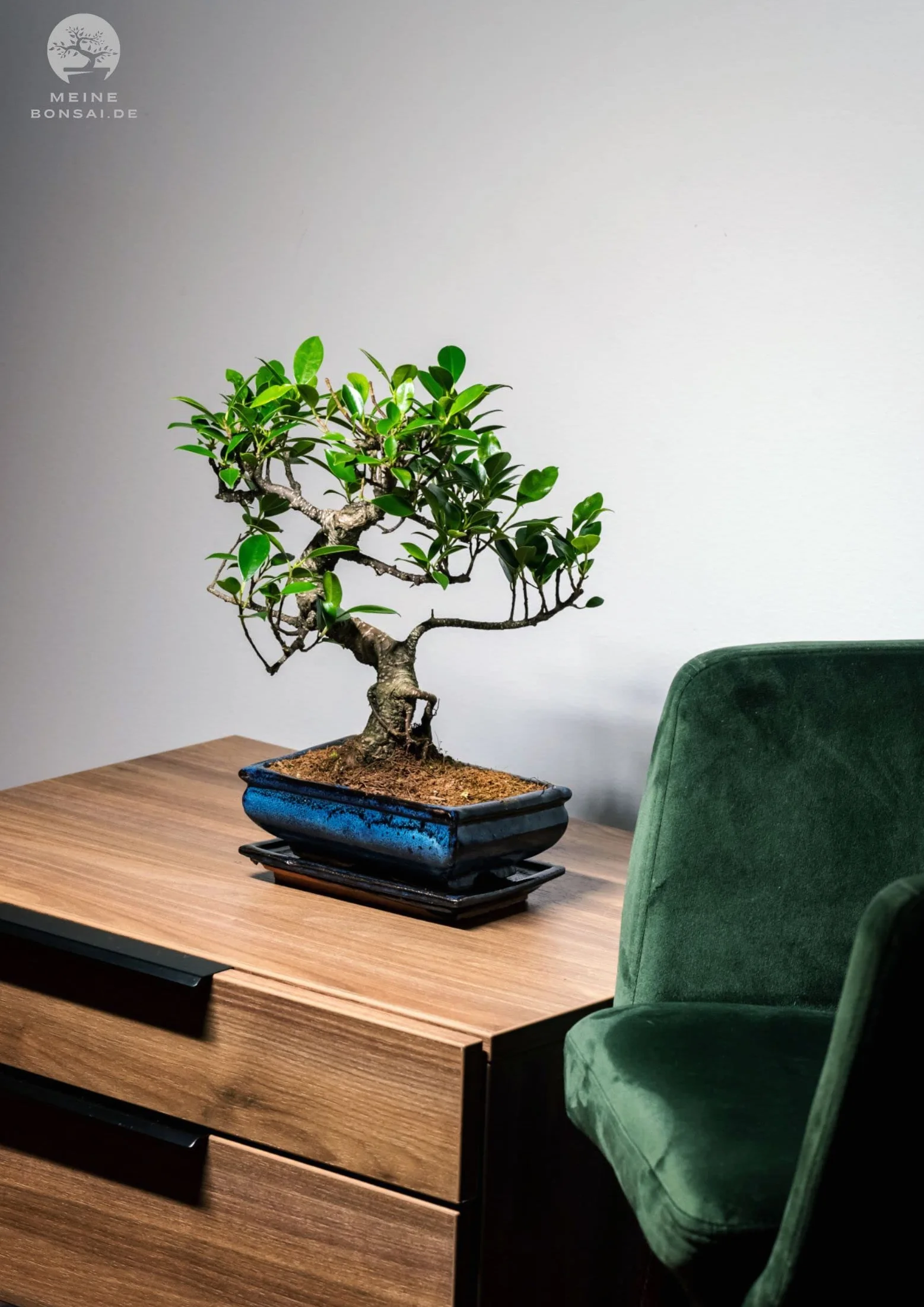 Bonsai Baum mit Keramik Blumentopf - Ficus - ca. 9 Jahre (30-35 cm Höhe)