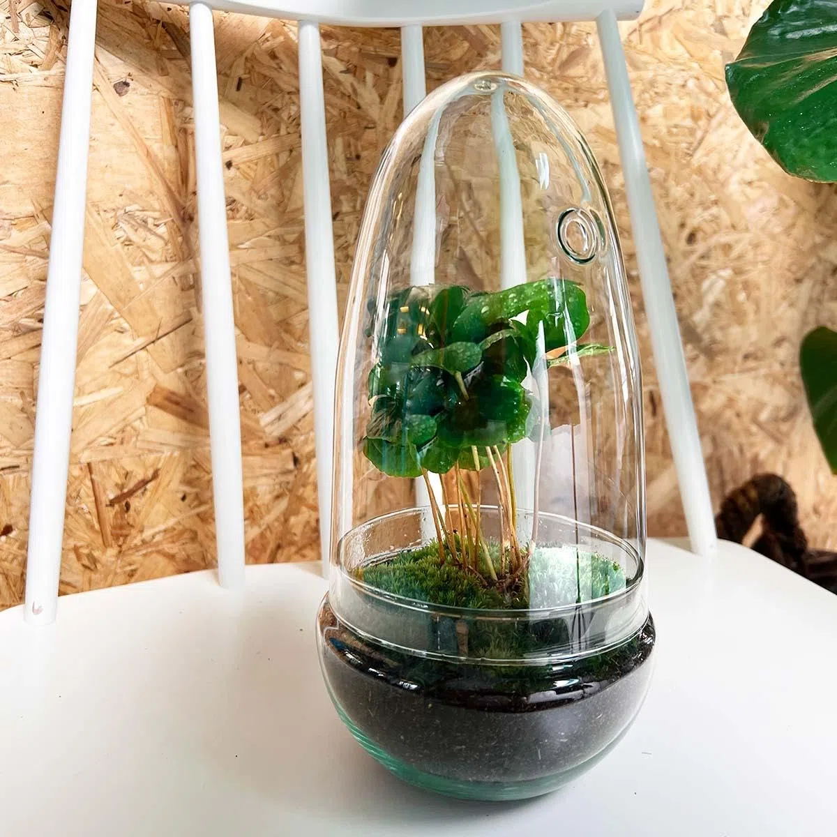 urbanjngl - urbanjngl.com - Egg Coffea - Flaschengarten - Zweiteilige Glaskuppel - DIY Terrarium mit Pflanzen im Glas - Ø 12 cm ↑ 25 cm