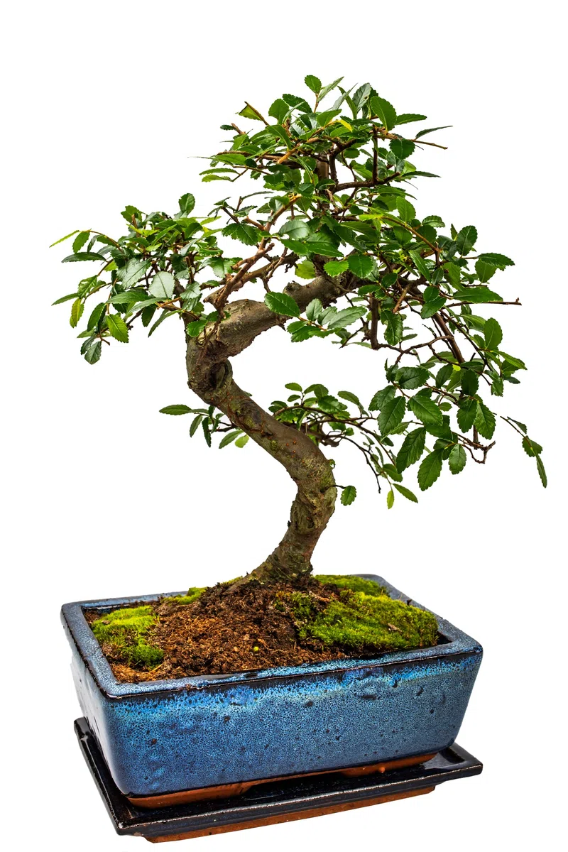 Bonsai Baum mit Keramik Blumentopf - Chinese elm - ca. 10 Jahre (ca.30-40 cm hoch)