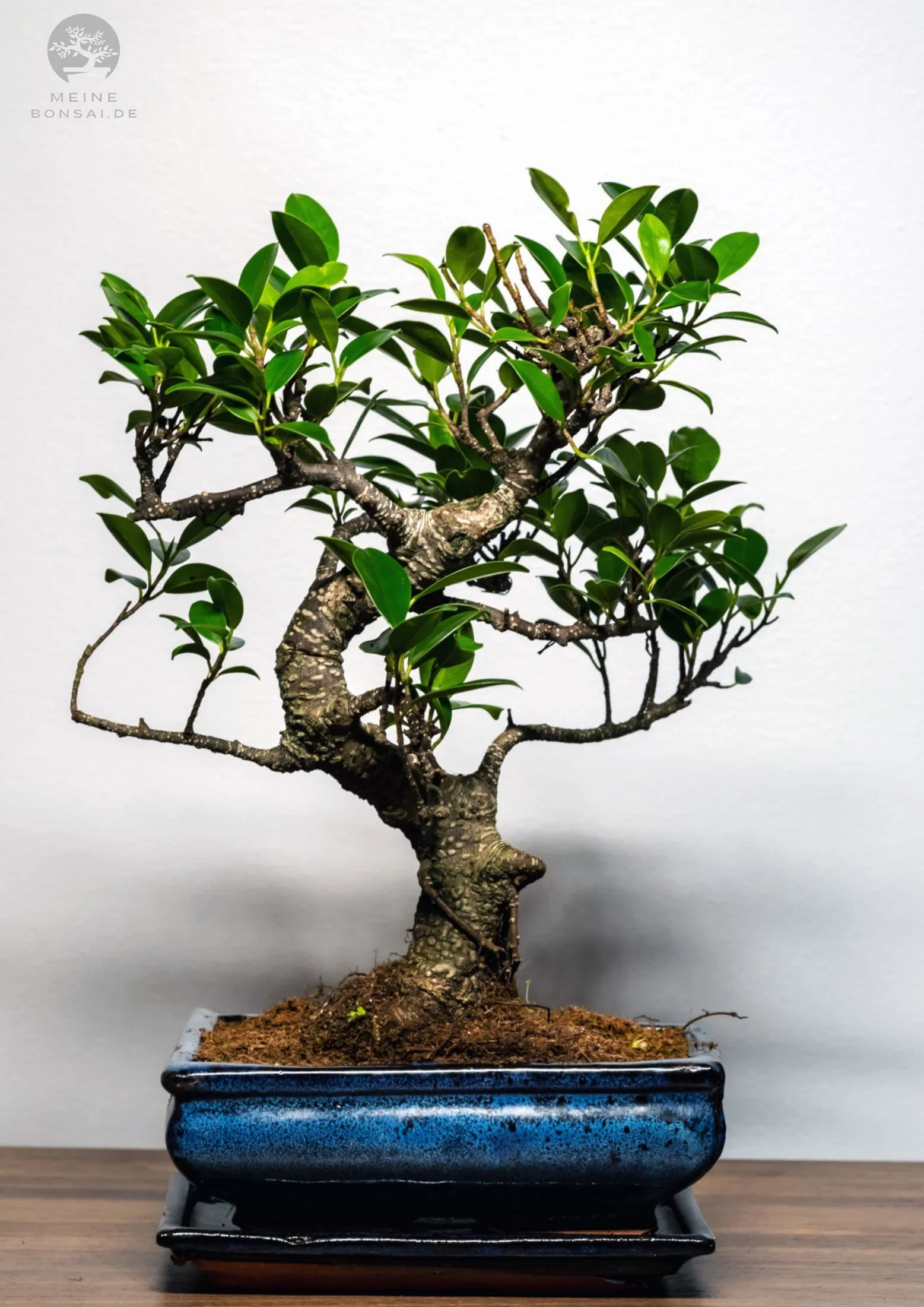 Bonsai Baum mit Keramik Blumentopf - Ficus - ca. 9 Jahre (30-35 cm Höhe)