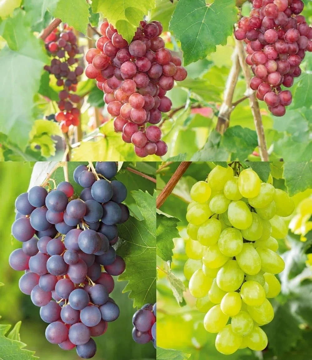 BALDUR Garten 3er Kernlose Tafel-Trauben-Kollektion, 3 Pflanzen je im 10 cm-Topf, Weinreben Sortiment kernlos, Sorten New York, Vanessa, Venus, winterhart, resistente Züchtungen, Vitis vinifera
