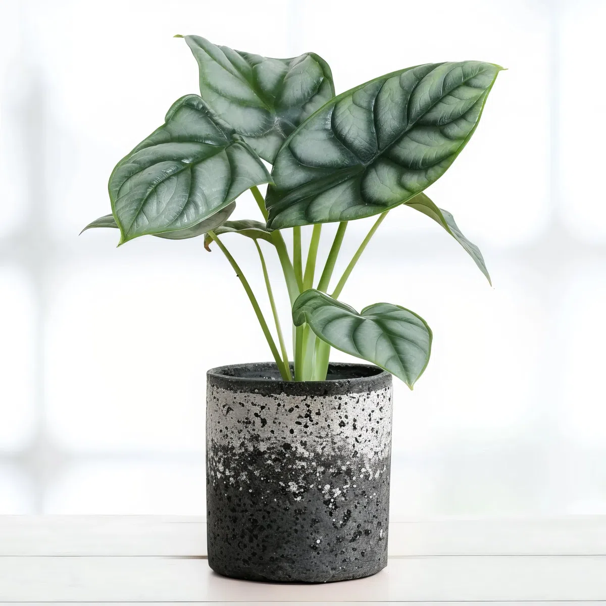Alocasia Silver Dragon - 12cm Topf x 25cm Höhe, tropische Zimmerpflanze, frische Topfpflanze, grüner Blickfang für Wohnzimmer, Bad, Büro, exotisches Blattmuster, natürliche Zimmerdeko