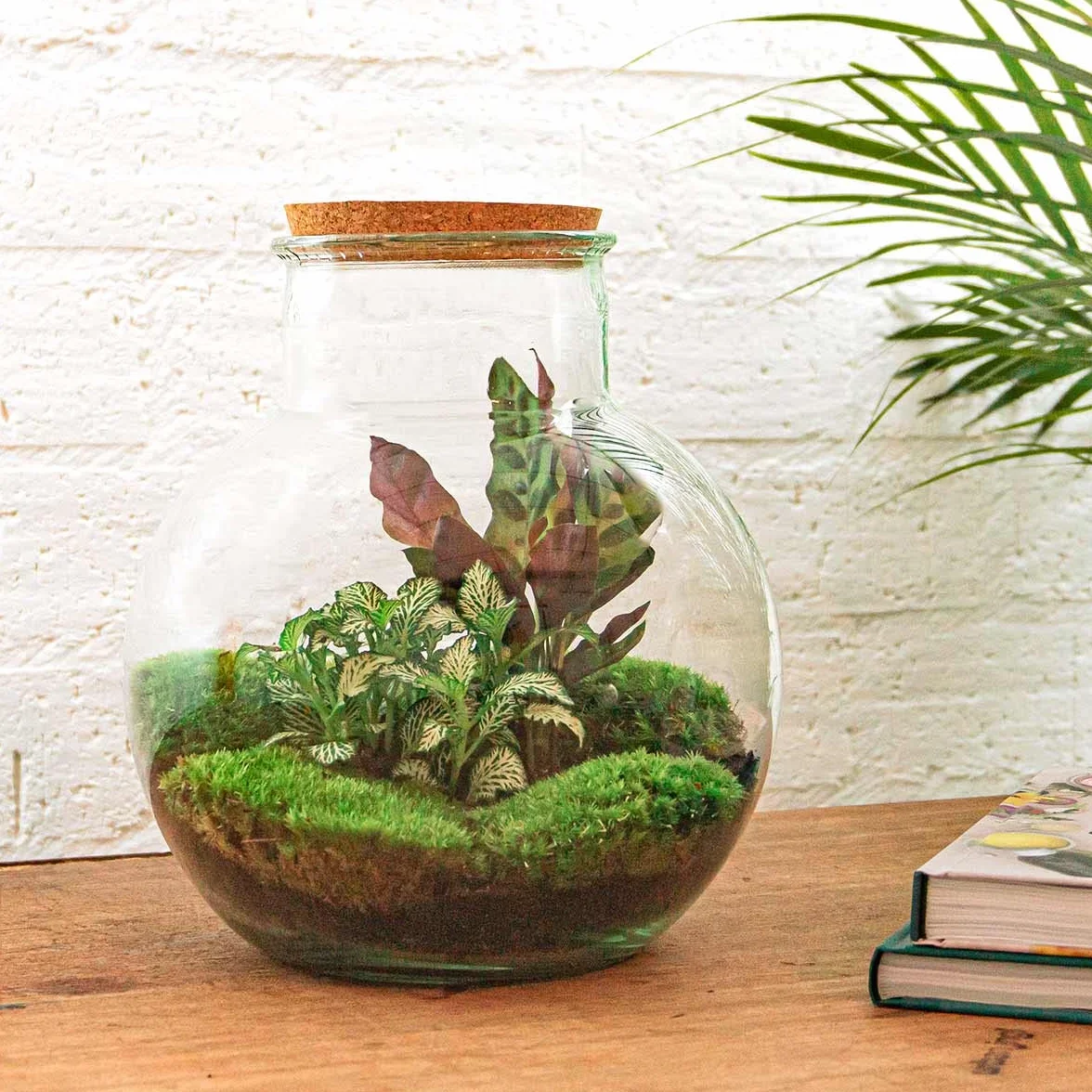 urbanjngl - Teddy Pflanzen Terrarium mit Licht - DIY Kit für EIN grünes Ökosystem - Durchmesser 25 cm, Höhe 26,5 cm - Ideal für Pflanzenliebhaber und Dekoration