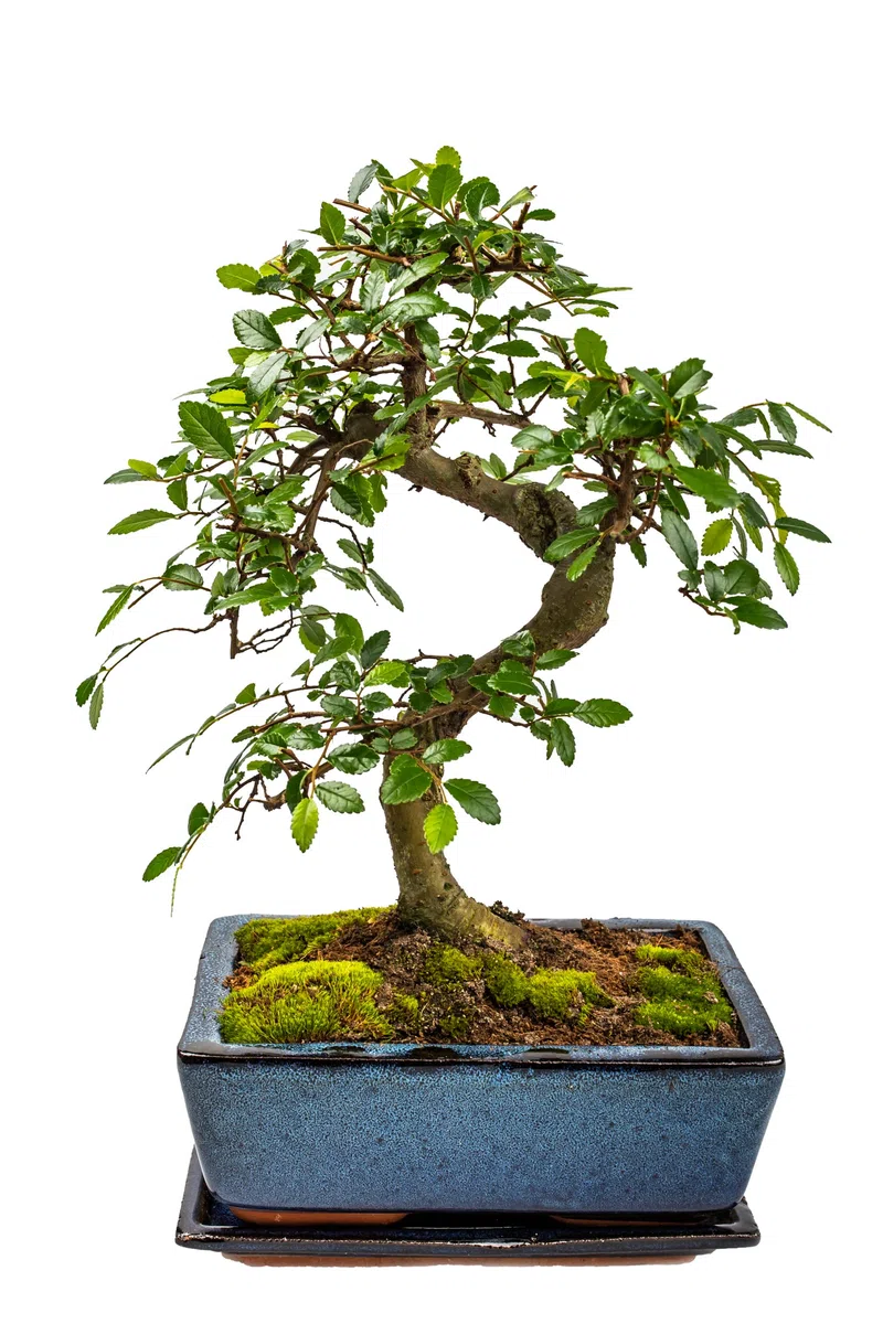 Bonsai Baum mit Keramik Blumentopf - Chinese elm - ca. 10 Jahre (ca.30-40 cm hoch)