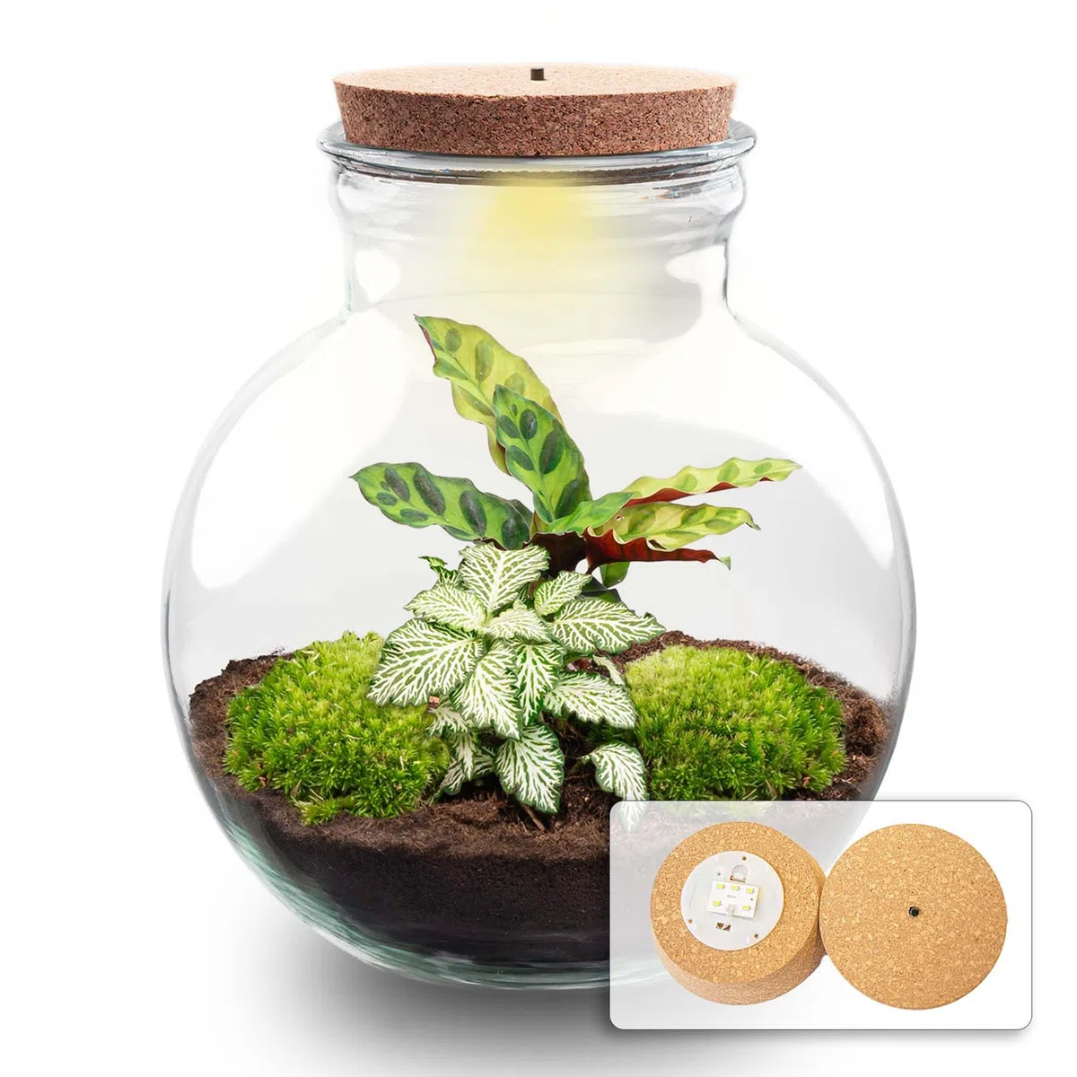 urbanjngl - Teddy Pflanzen Terrarium mit Licht - DIY Kit für EIN grünes Ökosystem - Durchmesser 25 cm, Höhe 26,5 cm - Ideal für Pflanzenliebhaber und Dekoration